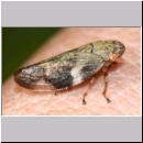 Aphrophora alni - Erlenschaumzikade 01.jpg